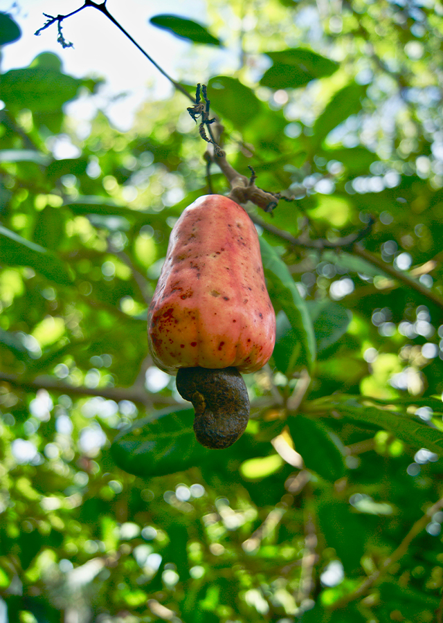 Penyebaran Jambu Mete