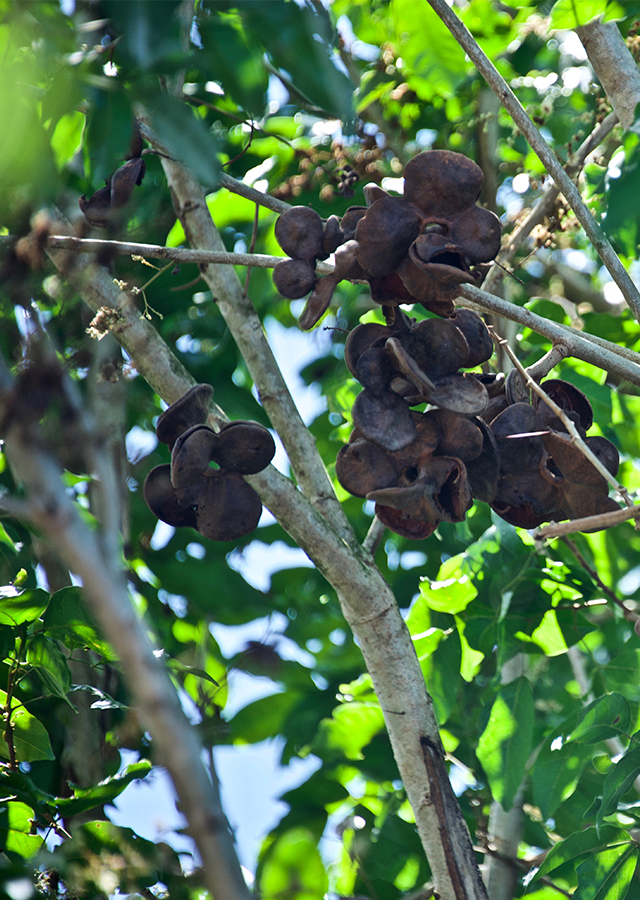 Penyebaran Jengkol