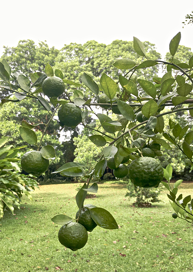 Penyebaran Jeruk Limau