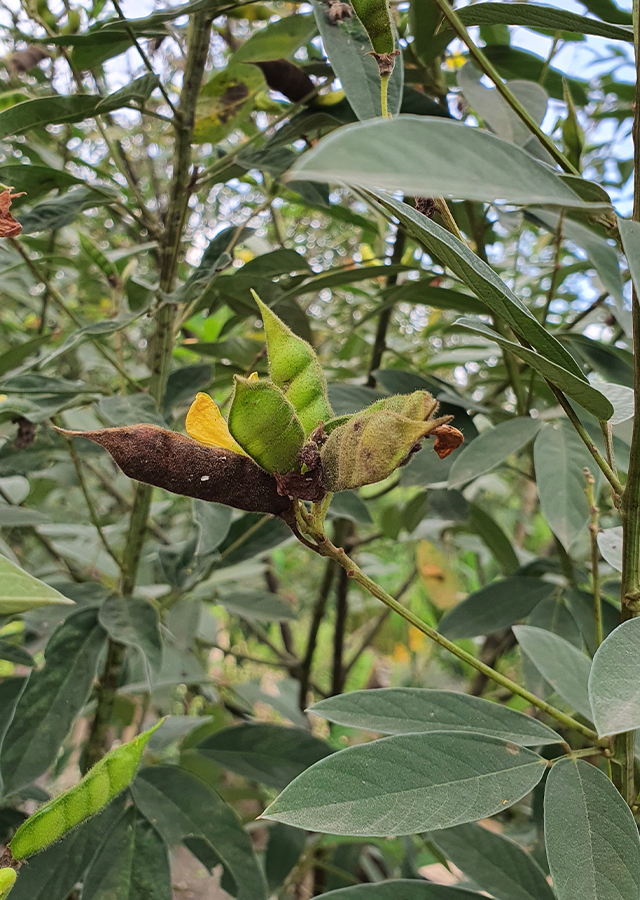 Penyebaran Kacang Gude