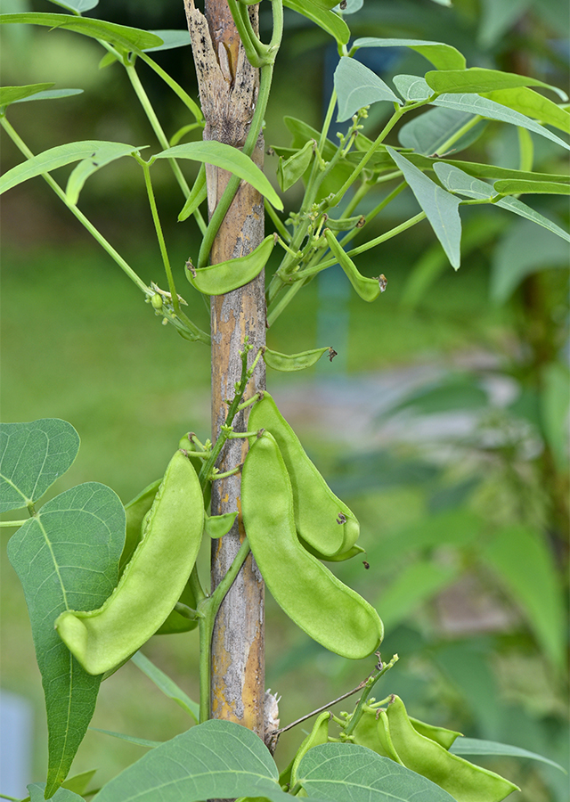 Penyebaran Kacang Jawa