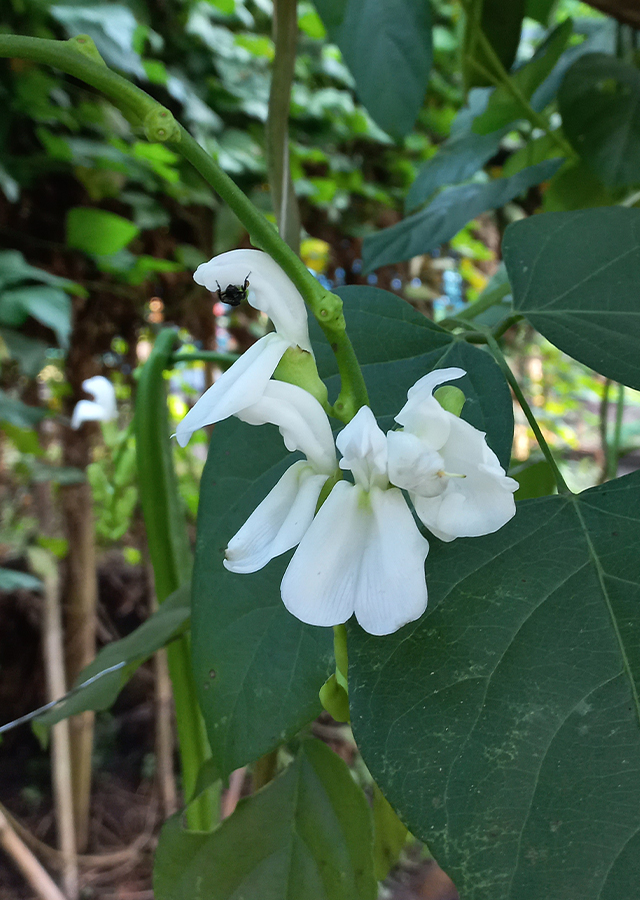 Penyebaran Kacang Pedang Putih