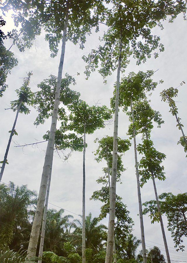 Penyebaran Kadamba