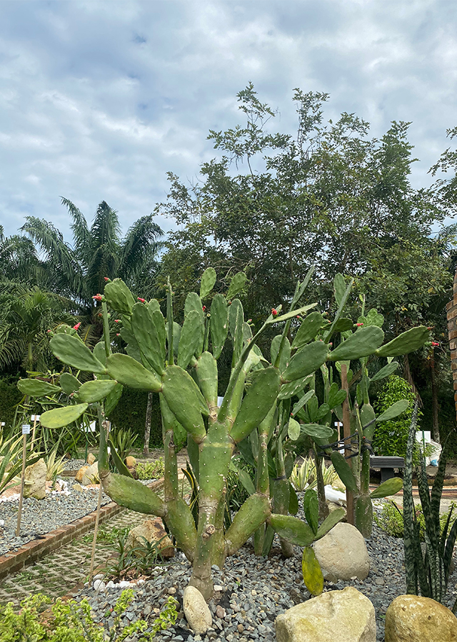 Penyebaran Kaktus Centong