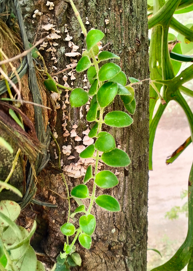 Penyebaran Kapalan