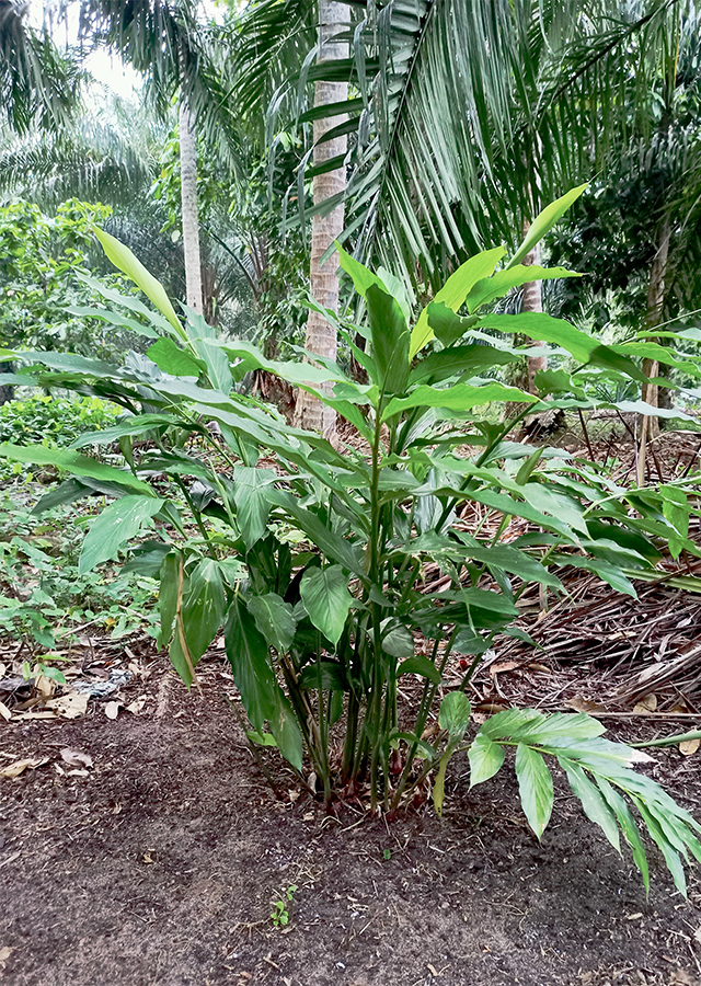 Penyebaran Kapulaga