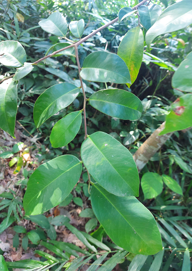 Penyebaran Kayu Gaharu