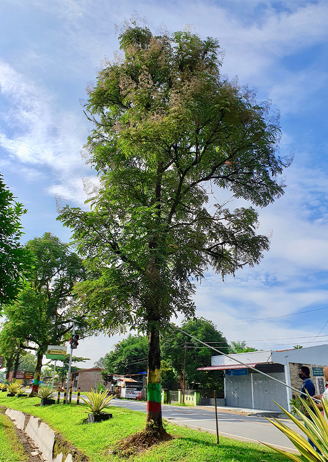 Penyebaran Kayu Ingul