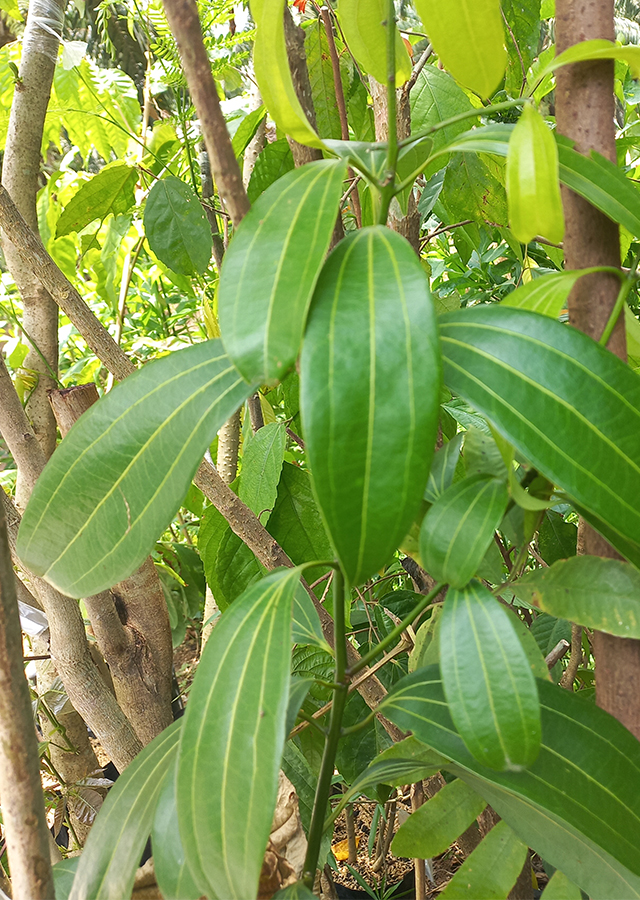 Penyebaran Kayu Manis Cina