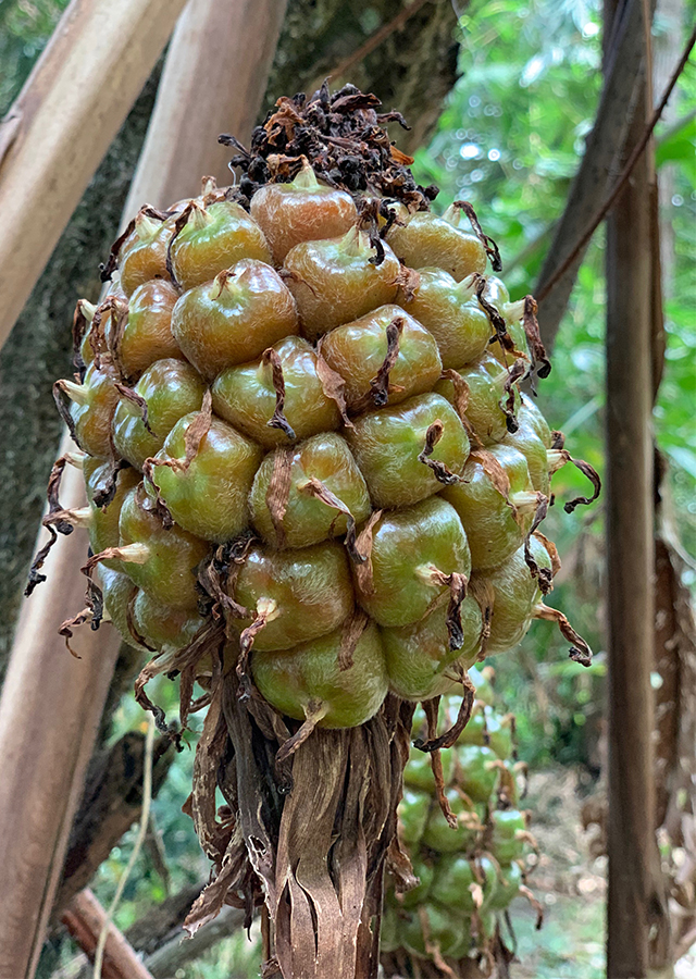 Penyebaran Kecombrang