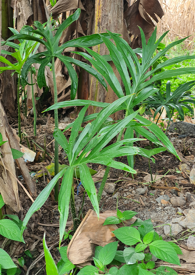 Penyebaran Keladi Duri