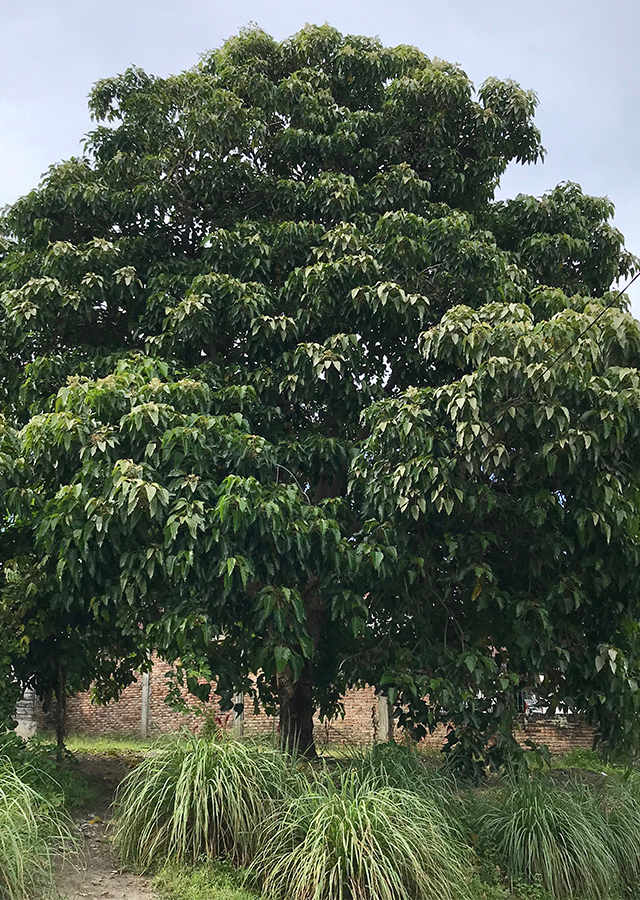 Penyebaran Kemiri