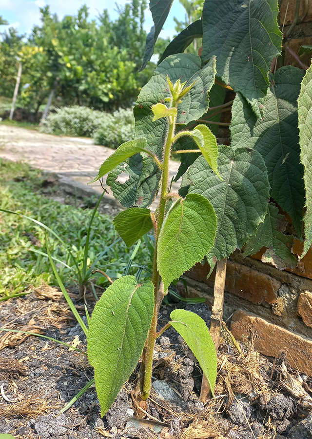 Penyebaran Kiwi