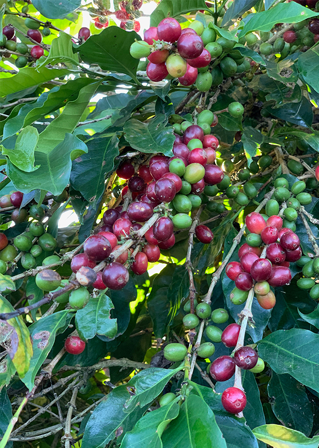 Penyebaran Kopi Arabica