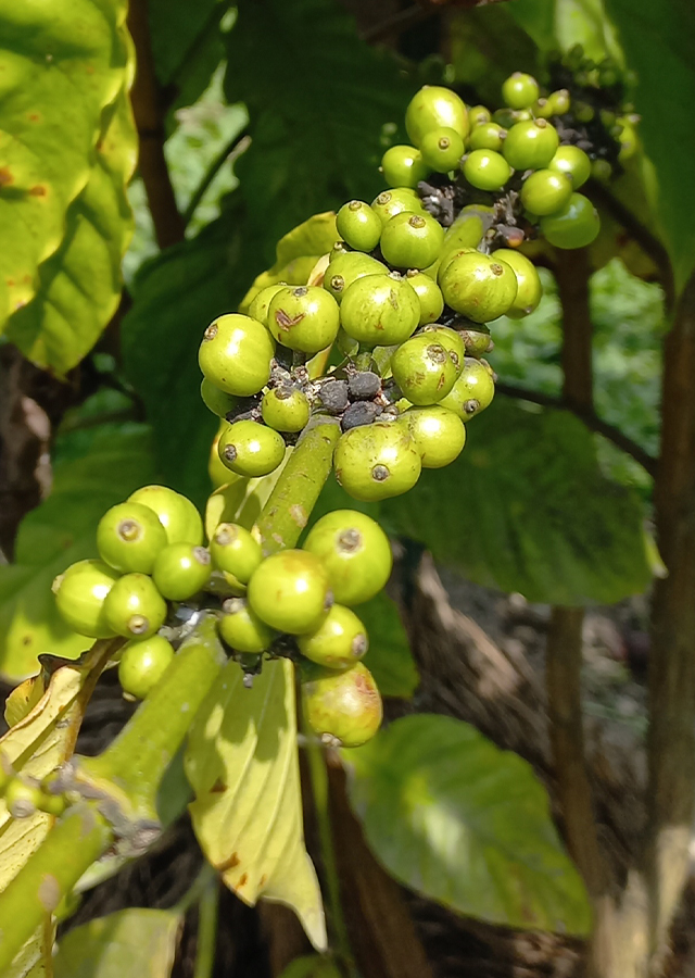 Penyebaran Kopi Excelsa