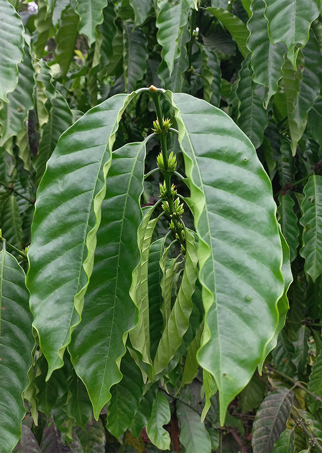 Penyebaran Kopi Robusta