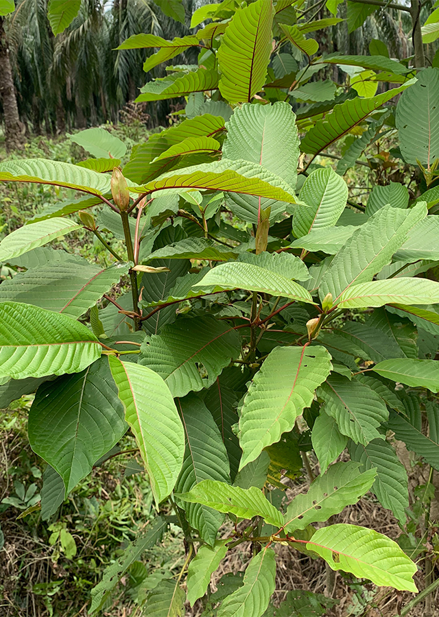 Penyebaran Kratom