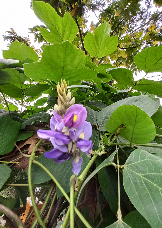 Penyebaran Kudzu