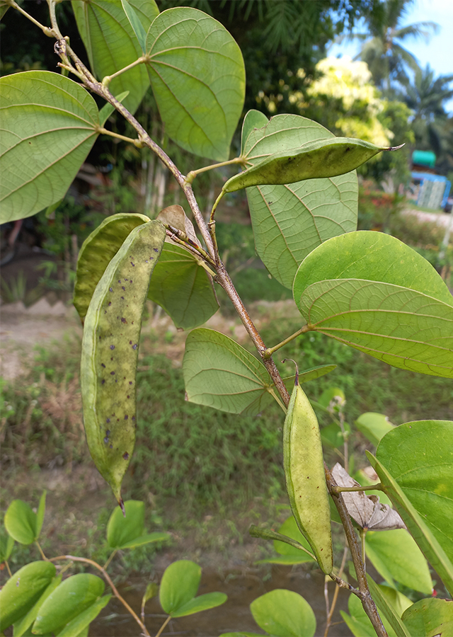 Penyebaran Kupu-Kupu Putih