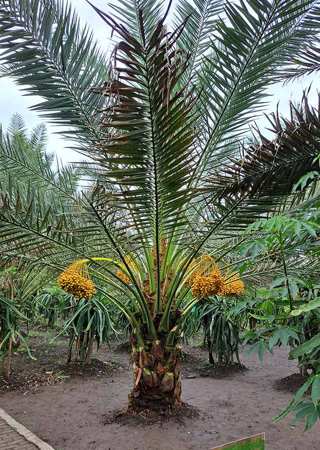 Penyebaran Kurma