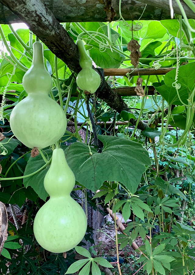 Penyebaran Labu Air dan Labu Botol