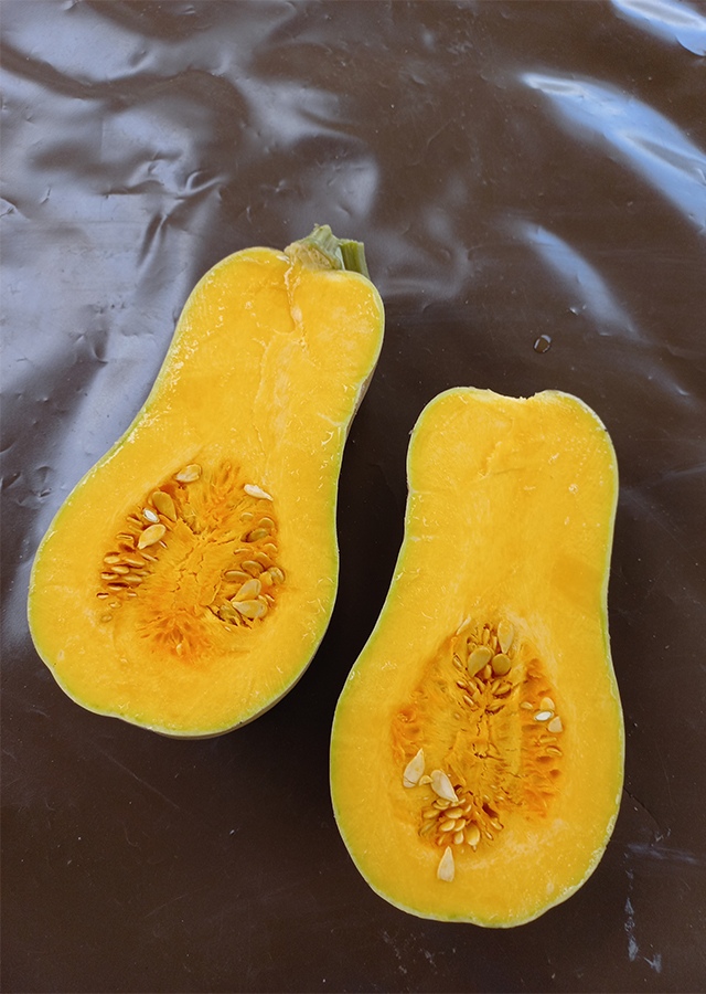 Penyebaran Labu Madu 'Butternut'