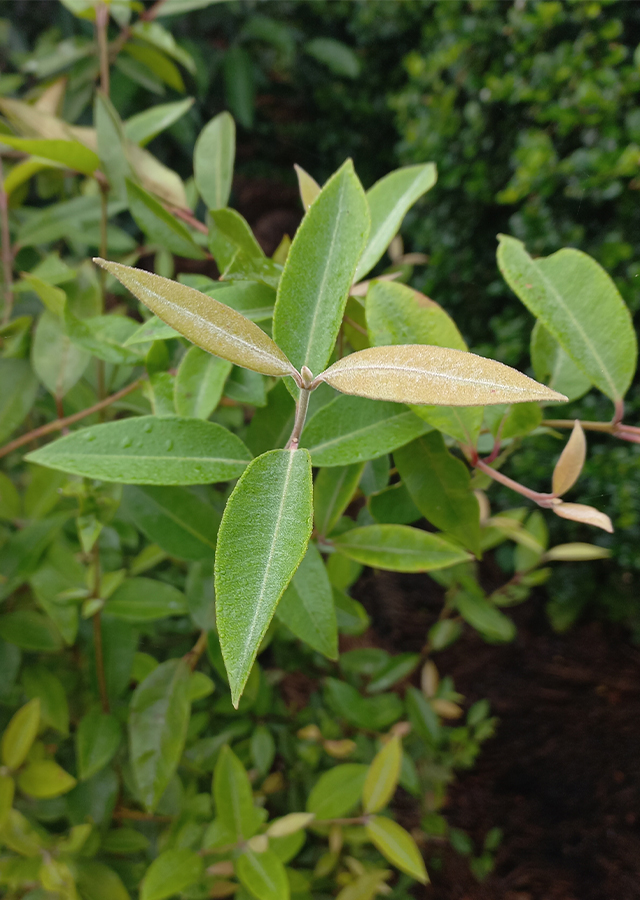 Penyebaran Lemon Myrtle