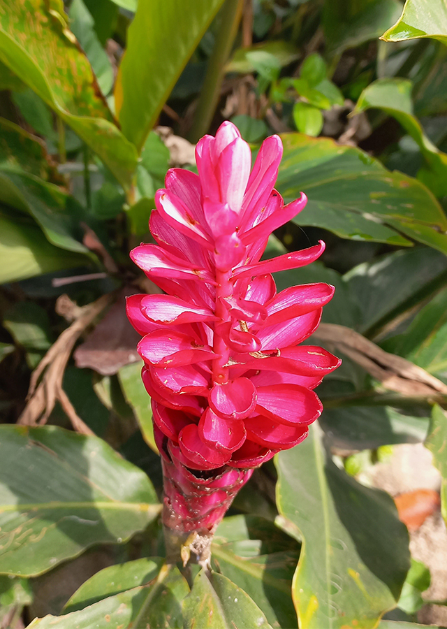 Penyebaran Lengkuas Merah