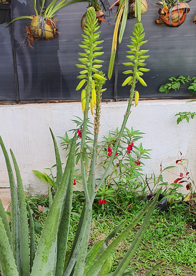 Penyebaran Lidah Buaya