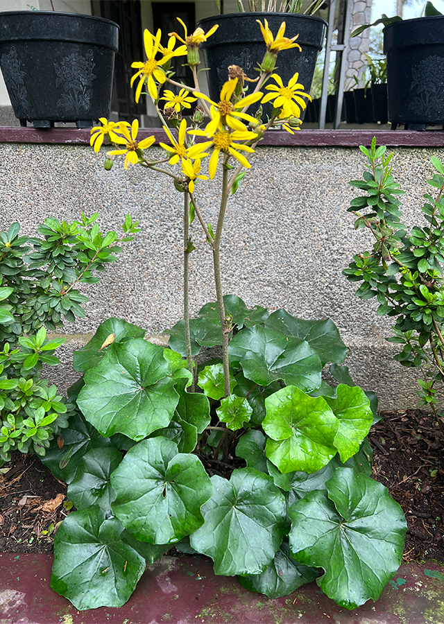 Penyebaran Ligularia