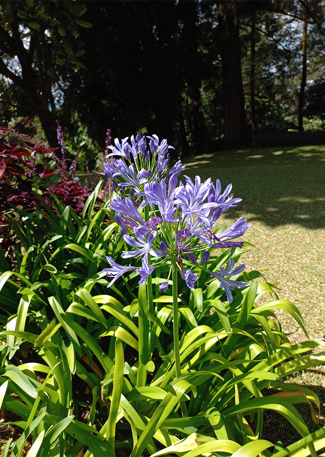 Penyebaran Lily Afrika