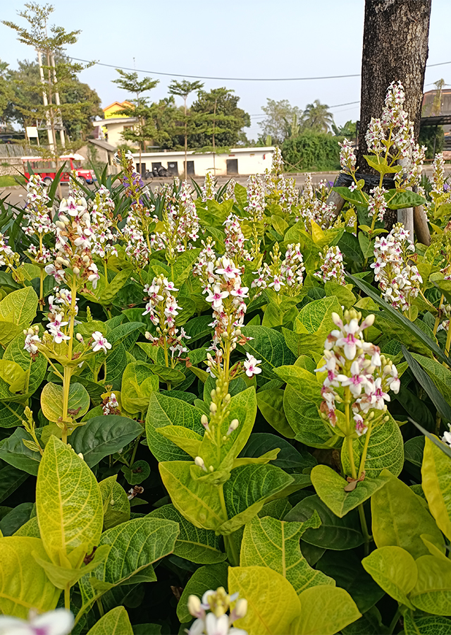 Penyebaran Melati Jepang Merah