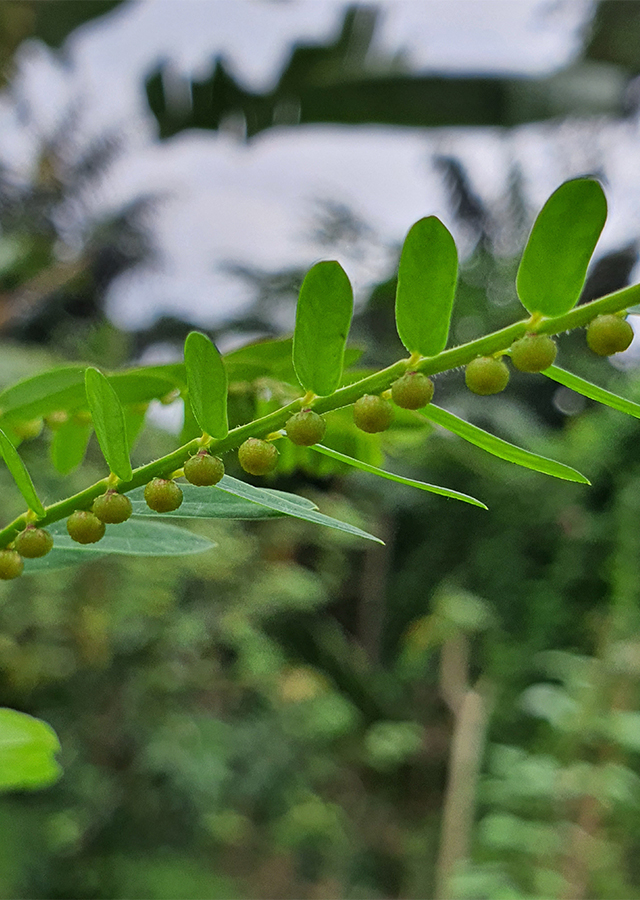 Penyebaran Meniran