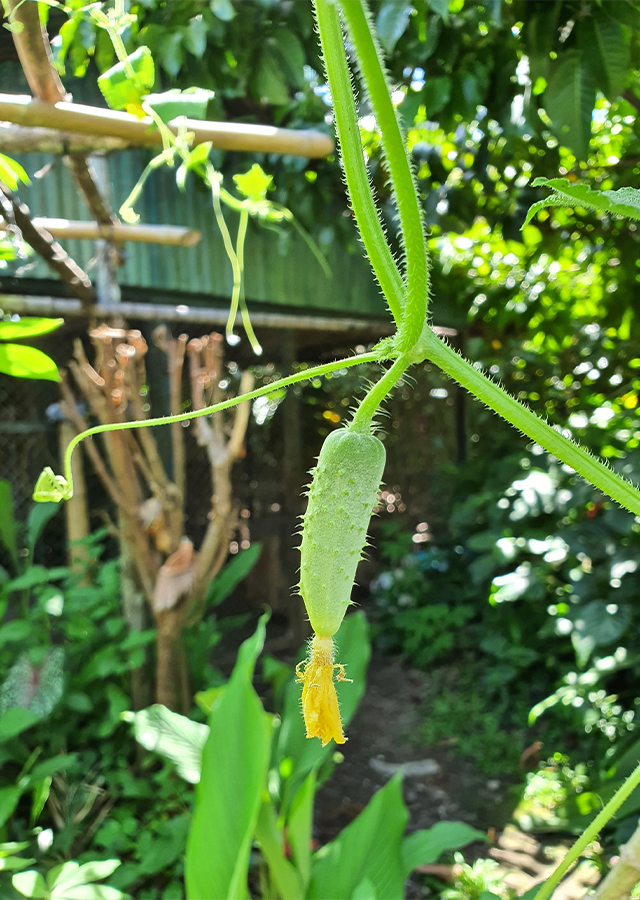 Penyebaran Mentimun