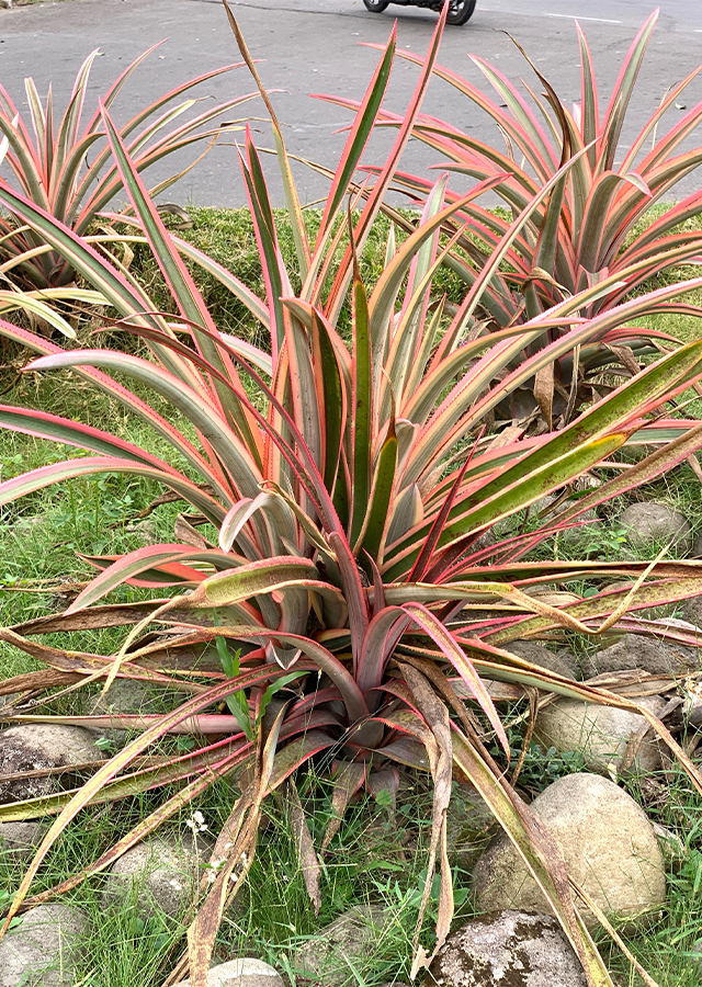 Penyebaran Nanas Merah