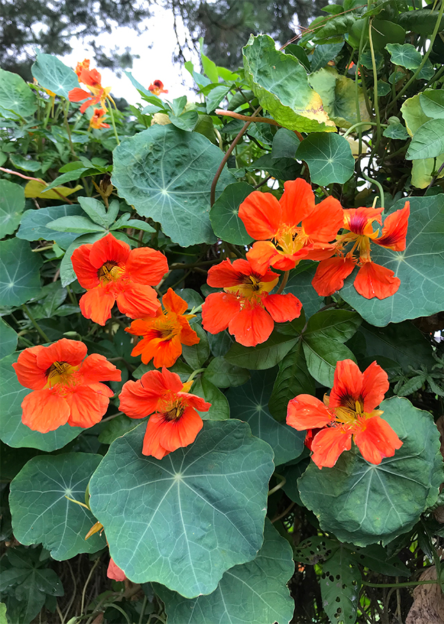 Penyebaran Nasturtium