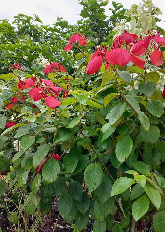 Penyebaran Nusa Indah Merah