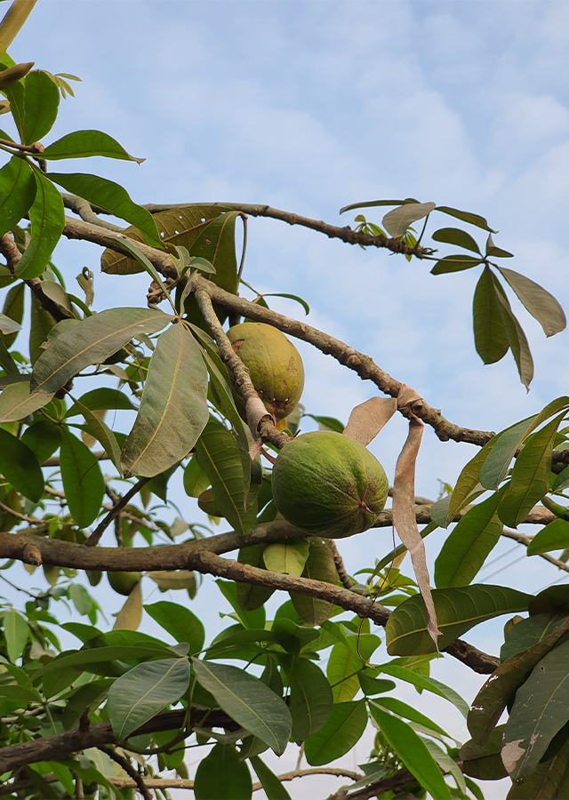 Penyebaran Pachira