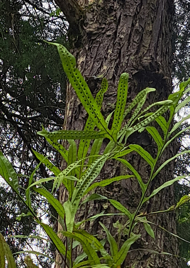 Penyebaran Paku Wangi