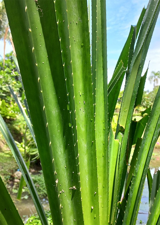 Penyebaran Pandan Duri