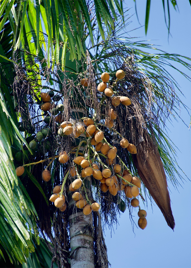 Penyebaran Pinang