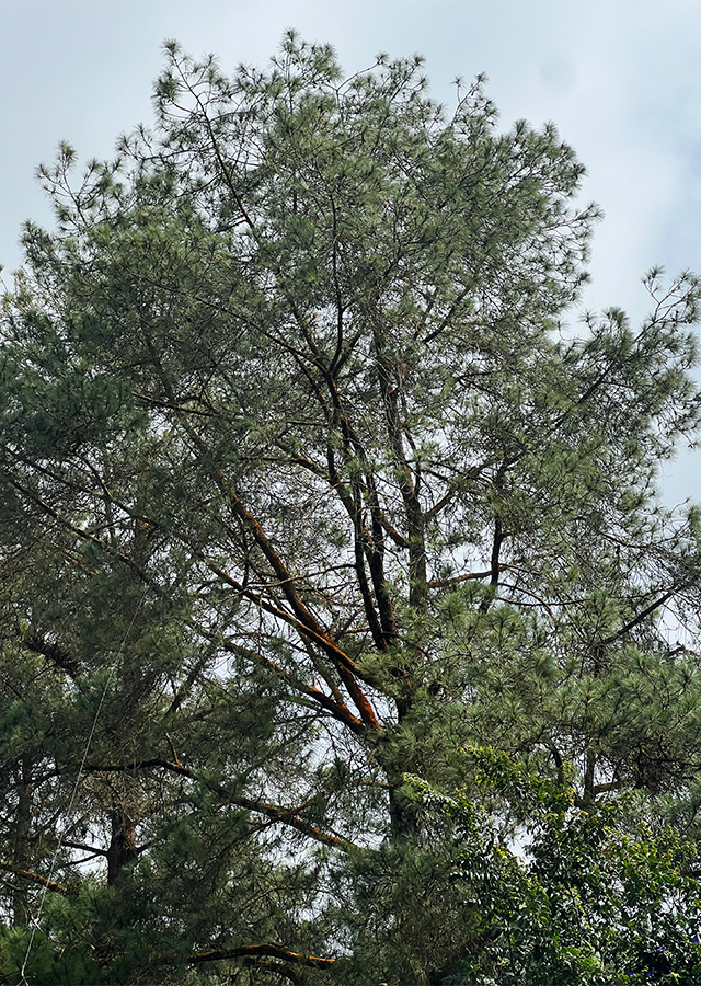 Penyebaran Pinus