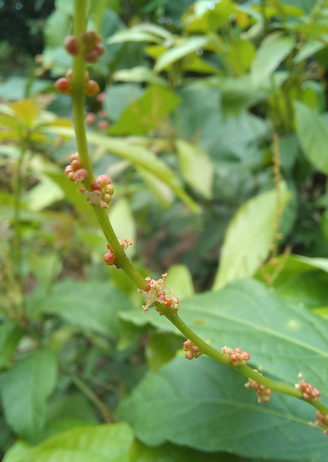 Penyebaran Pohon Alchorn