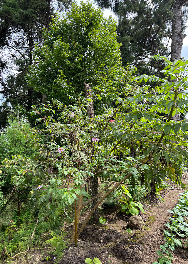 Penyebaran Pohon Dahlia