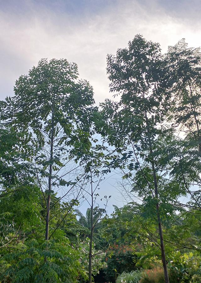 Penyebaran Pohon Rainbow