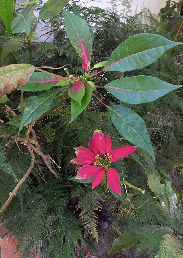 Penyebaran Poinsettia