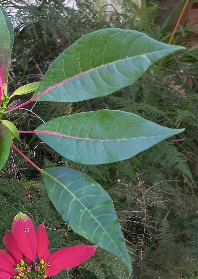 Penyebaran Poinsettia