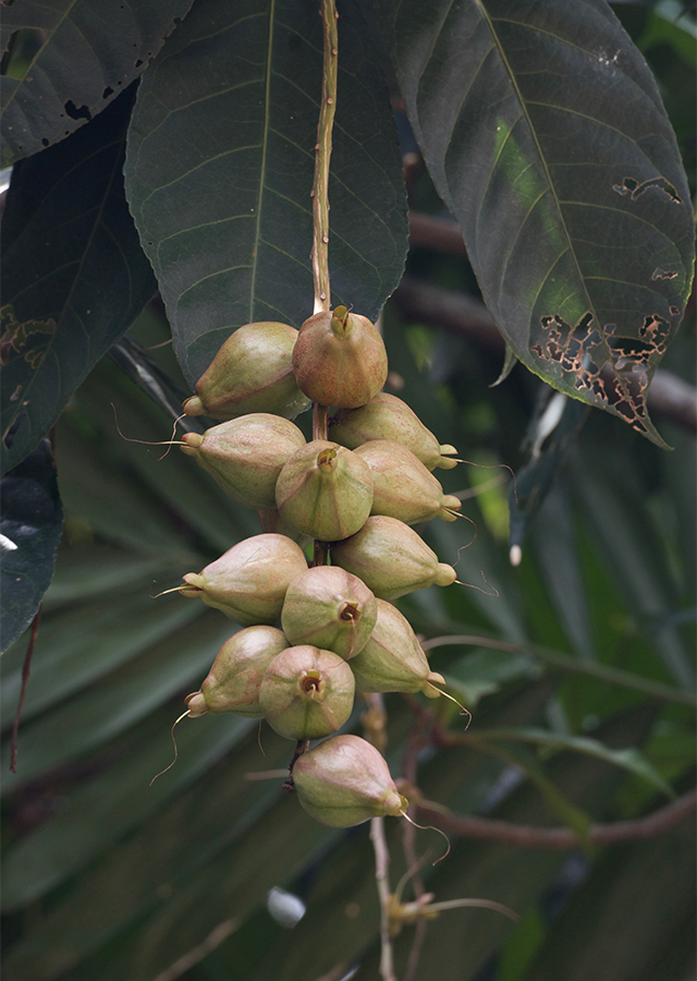 Penyebaran Putat Sungai