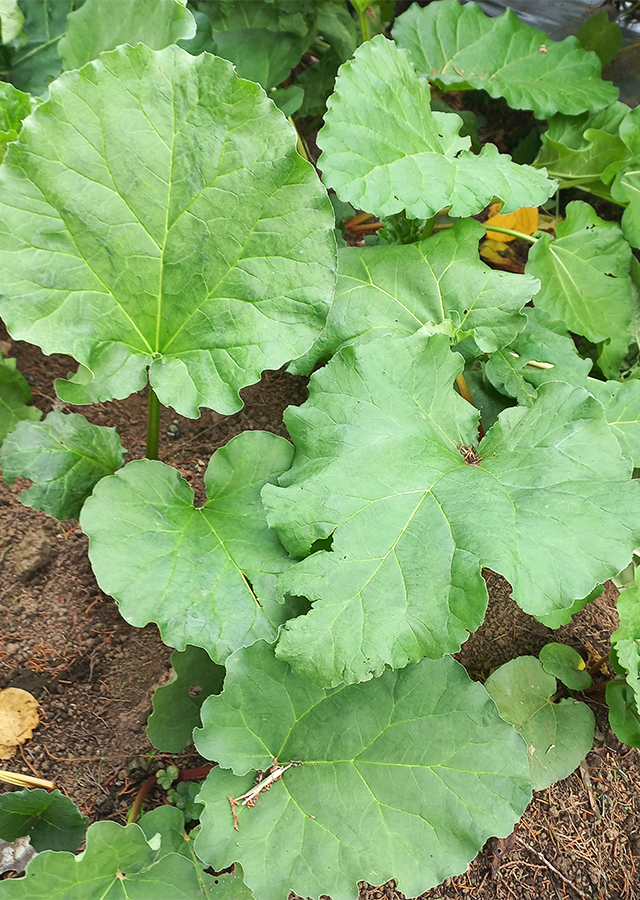 Penyebaran Rhubarb