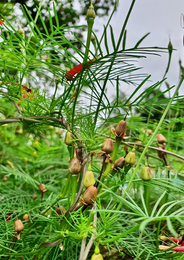 Penyebaran Rincik Bumi